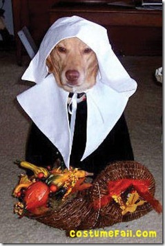 dog pilgrim