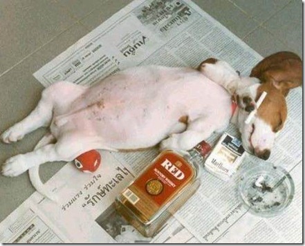 dog smoking