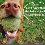 dog with ball dog with ball