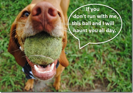 dog with ball