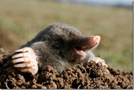 mole tunnel