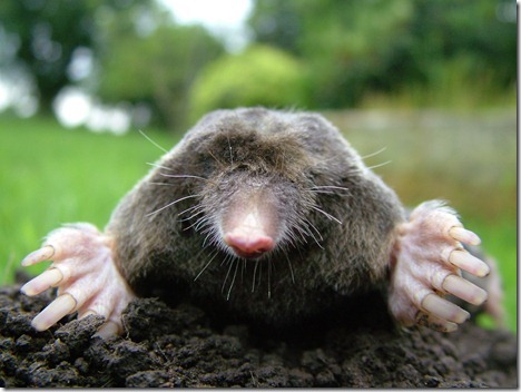 mole