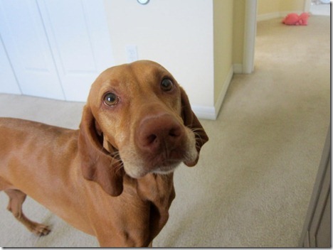 sadie 003