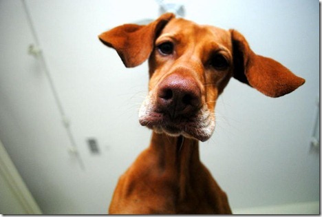 vizsla