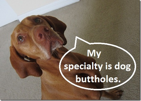 dog butt