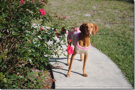 dog sweater 007