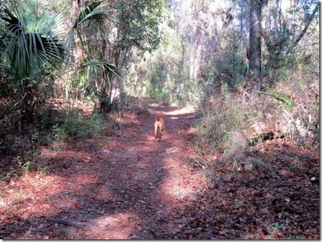 hiking ocala 007
