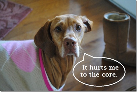 offended dog