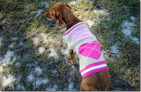 pink argyle dog sweater