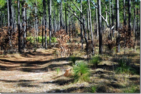 silver springs ocala hiking 007