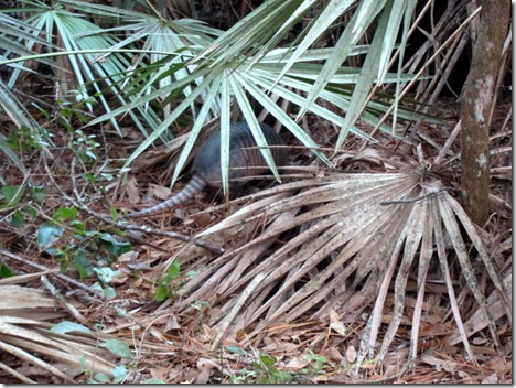 armadillo florida
