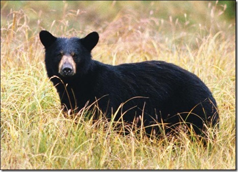 black bear