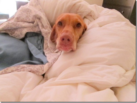 cold dog 029