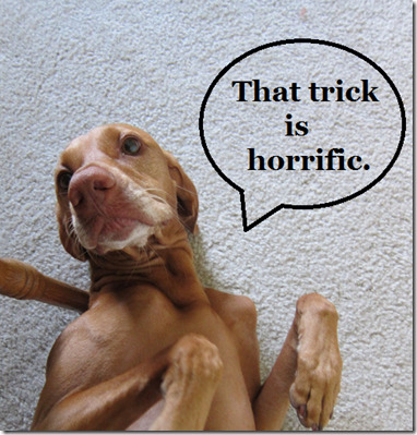 dog hates trick