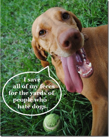 dog poop funny