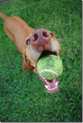 vizsla 015