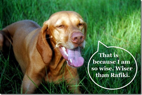 wise dog