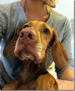 dottie maltese 004-1