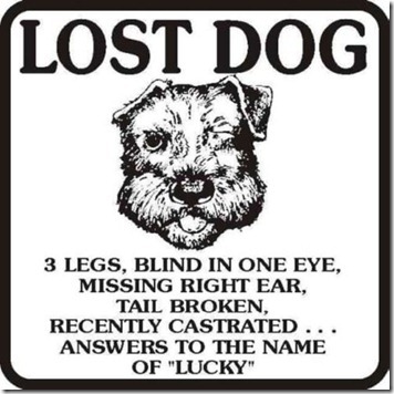 lost dog