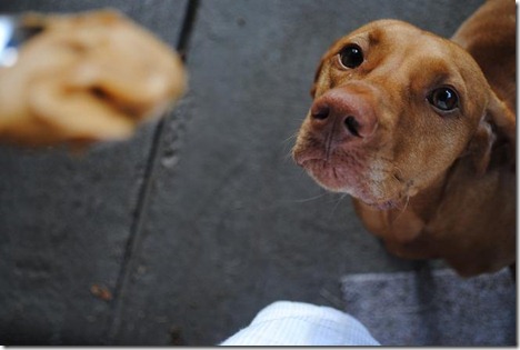 peanut butter lover