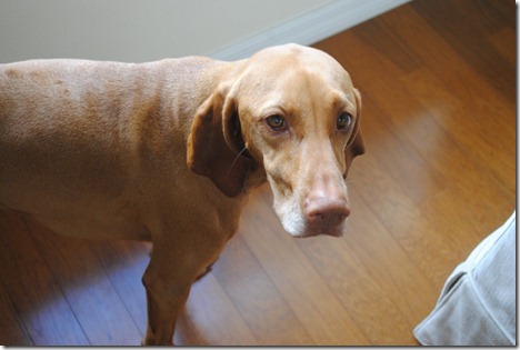 puppy eyes