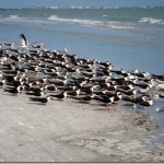 sanibel 001-1 sanibel 001-1