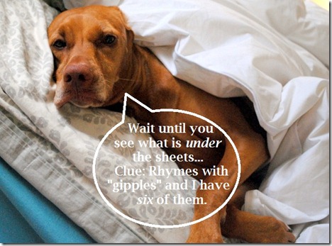seductive dog