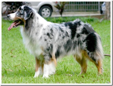 Australian shepherd