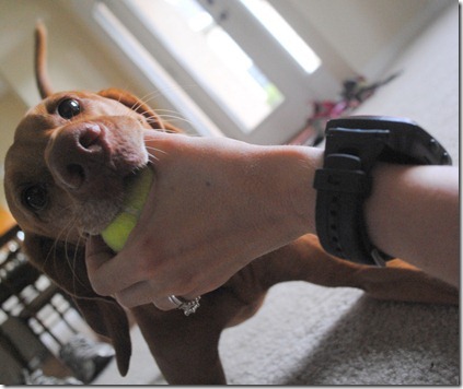 dog playing with ball