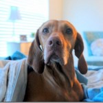 granola overnight oats 068