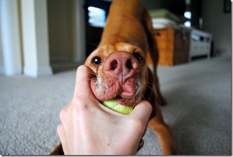 vizsla playing