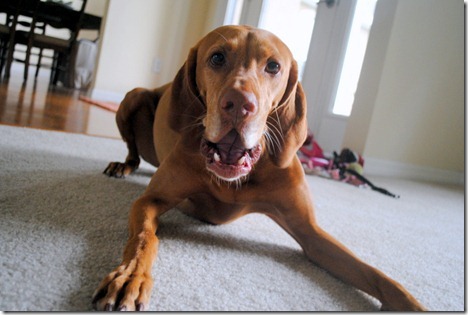 vizsla ready to play