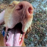 yawning dog yawning dog