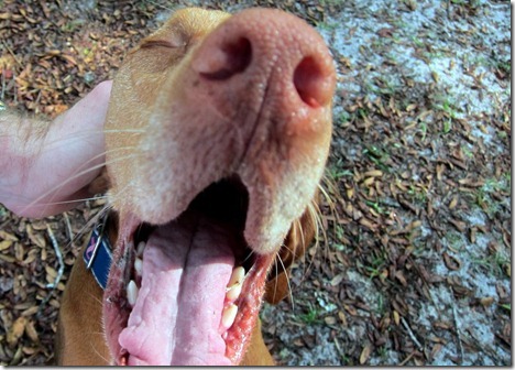 yawning dog