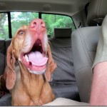 dog carride dog carride