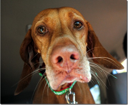 vizsla stare