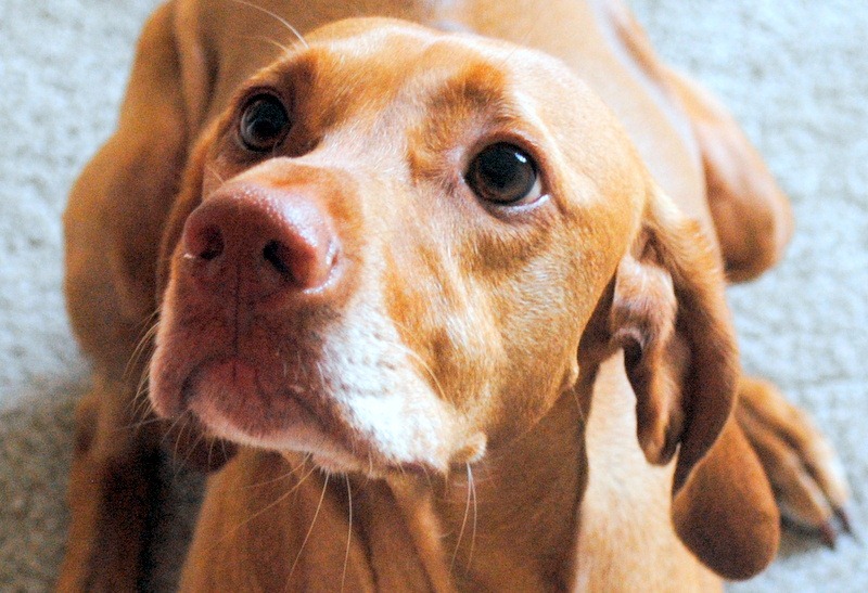 Cute vizsla deals