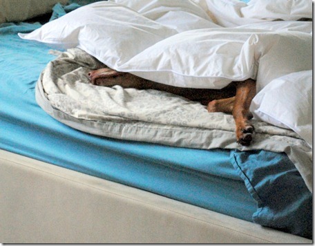 dog sleeping in bed