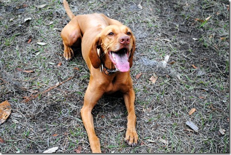 happy dog (2)