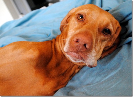 sadie 030
