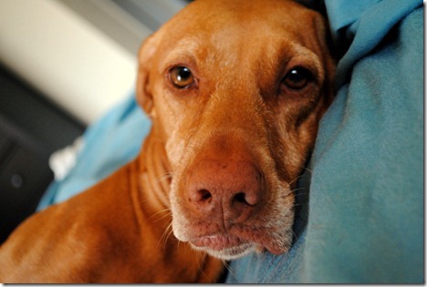 sadie 034