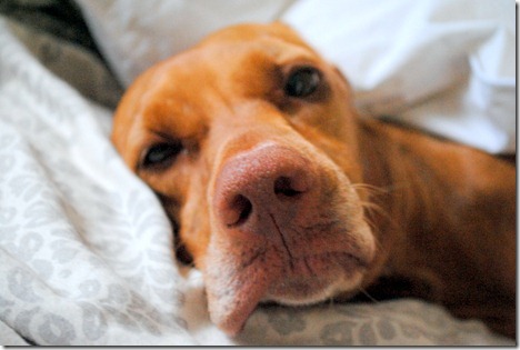 sleepy vizsla
