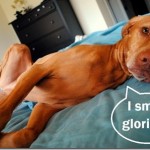 smell glorious