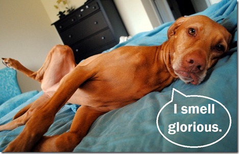 smell glorious