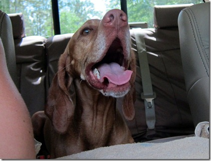 taste of ocala 045-001