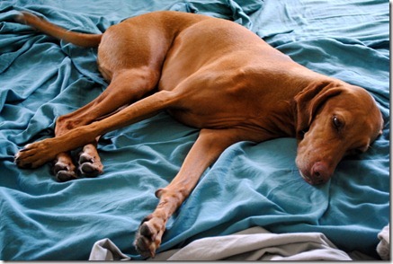 tired dog