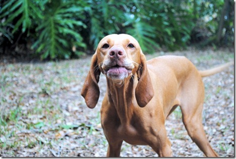 toothless dog