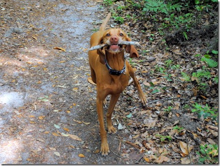 vizsla with stick