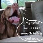 voice sounds like butter