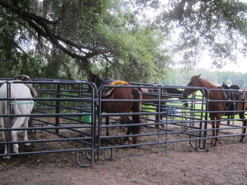 Horseback Riding With Cactus Jack Peanut Butter Fingers